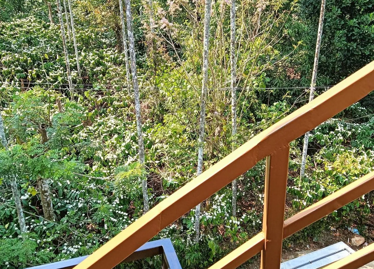 Tea Vista Holiday Home Kalpetta